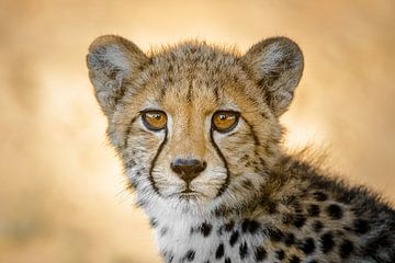 Portret jachtluipaard / cheetah van Vincent de Jong
