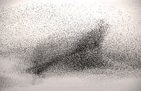 Starling swarm2 by Franke de Jong thumbnail