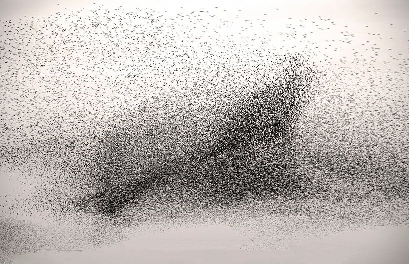 Starling swarm2 by Franke de Jong