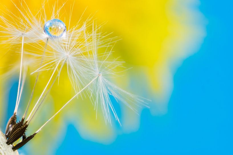 Macro of a dandelion with water drops by ManfredFotos
