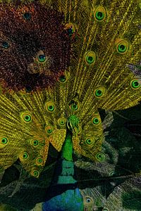 Pfau " Gelb