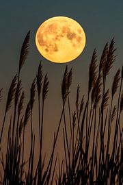 Pleine lune crépuscule sur Poster Art Shop