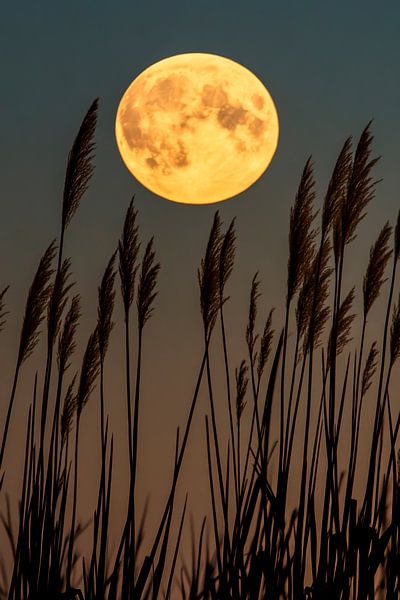 Pleine lune crépuscule par Poster Art Shop