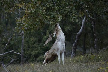 Fallow deer by Wim de Bruin