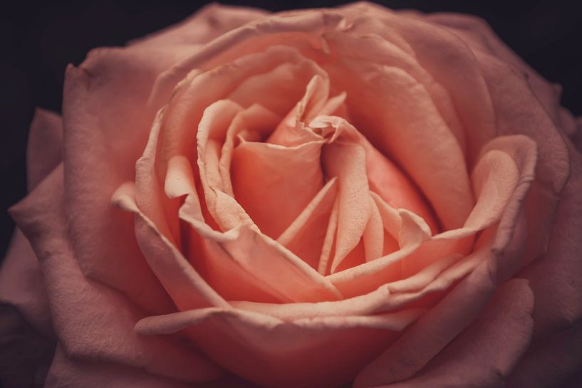 Roze roos in schaduw von Stedom Fotografie