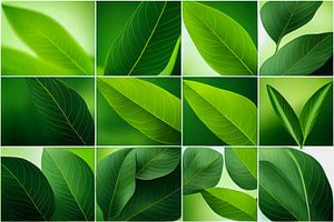 Set avec illustration de feuilles vertes sur Animaflora PicsStock