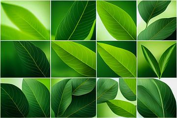 Set mit Grünen Blättern Illustration von Animaflora PicsStock