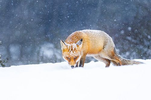 rode vos in de sneeuw