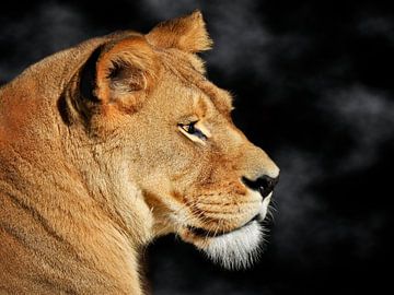 The lioness by Maickel Dedeken