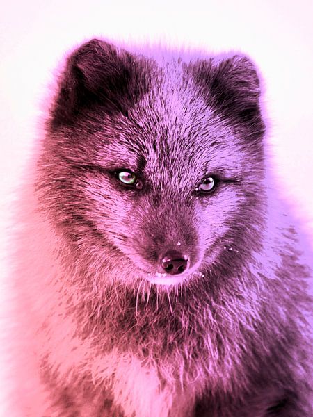 Polarfuchs in Pink von Mad Dog Art
