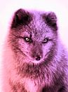 Polarfuchs in Pink von Mad Dog Art Miniaturansicht