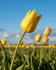 Gelbe holländische Tulpen bei Sonnenuntergang