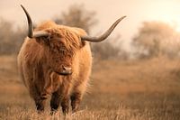 Schotse Hooglander