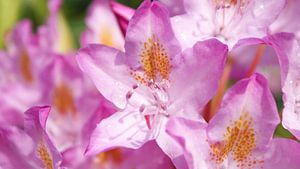 Pontischer Rhododendron