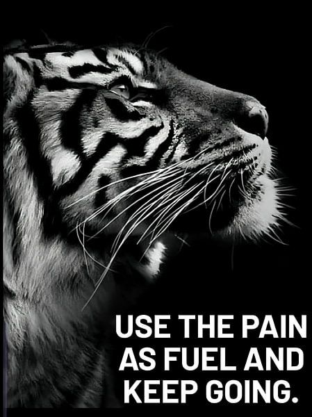 Tiger Animal Motivation by Quotes Motivation