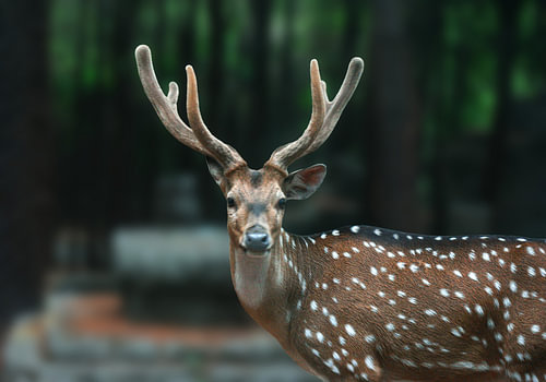 Majestueus gevlekt hert in het bos | Wanddecoratie met dierenmotieven