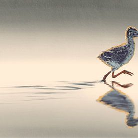 Redshank chick sunset by Volwater