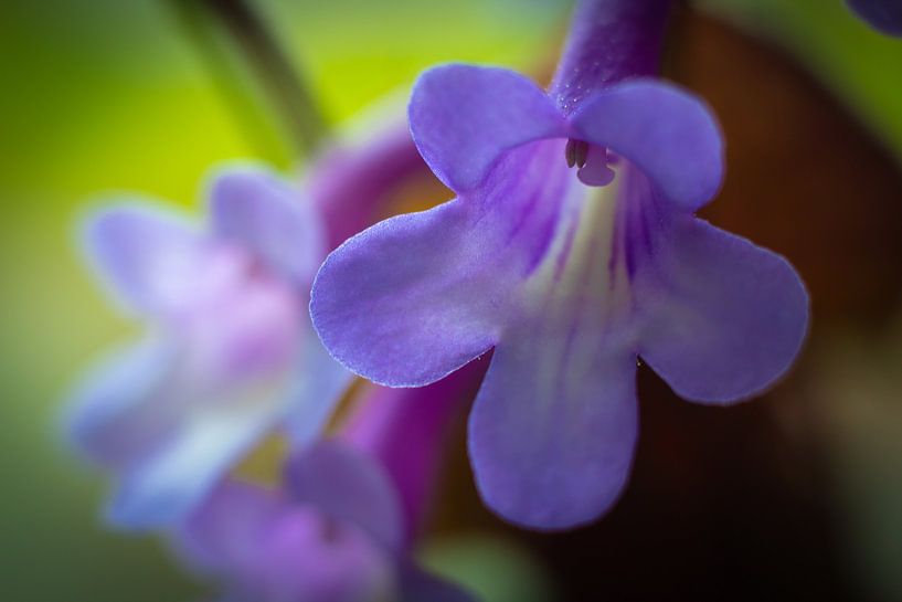 Stephanotis by Gert-Jan Kamans