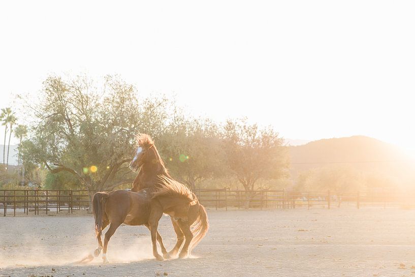 Pferde bei Sonnenaufgang spielen von Anouschka Rokebrand