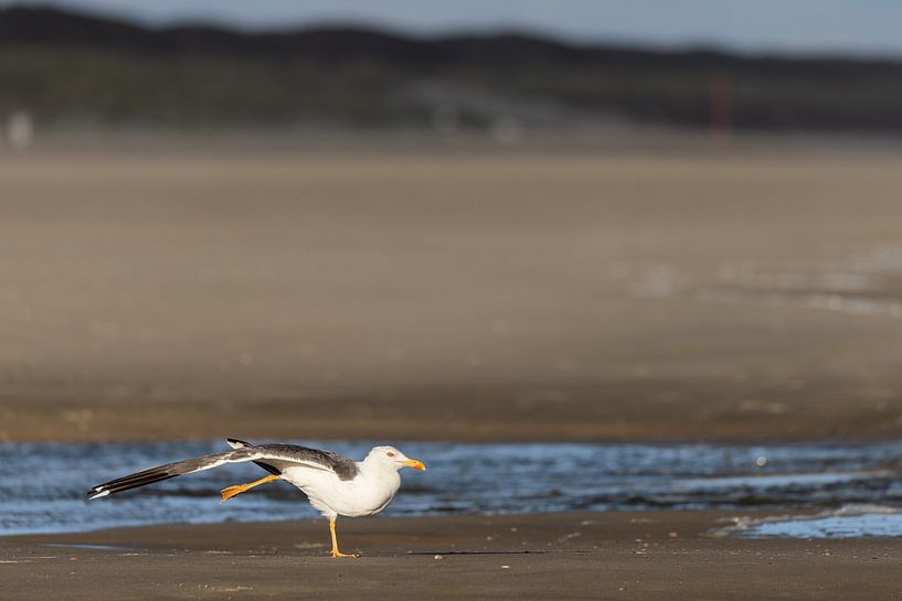 Heringsmöwe (Larus fuscus) von Dirk Rüter