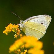 Michael Niebuhr Profilfoto