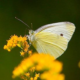 Michael Niebuhr Profilfoto