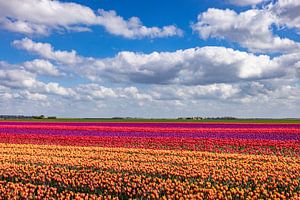 Blühende Tulpenfelder in der Landschaft von Groningen