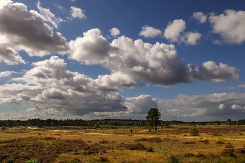 Nationaal Park Hoge Veluwe