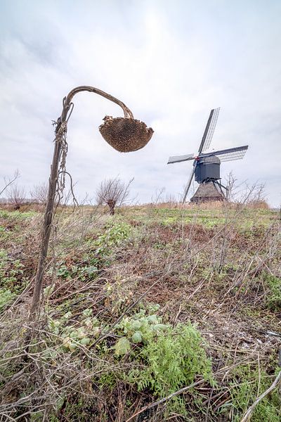 Zandwijkse Widmolen in Uppel van Marcel Derweduwen