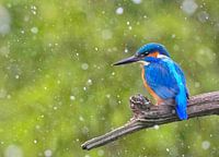 IJsvogel in hagelbui