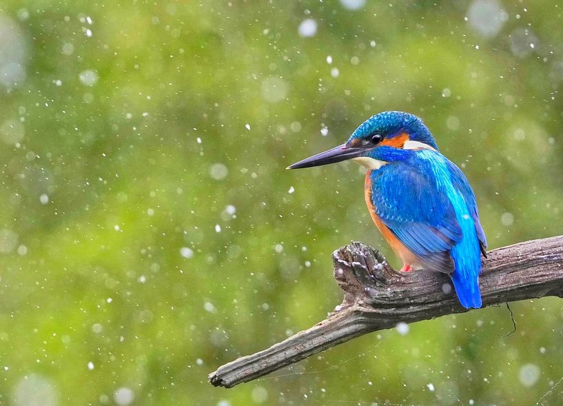IJsvogel in hagelbui van John Dekker