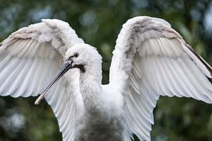 Spooner : Tierpark Blijdorp