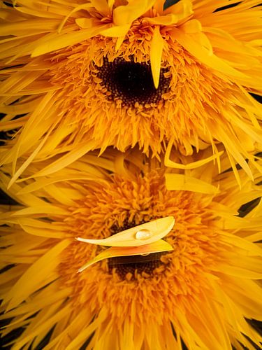 "wegvarend blaadje" met druppel van gele Gerbera