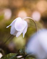 Wood anemone in a sunlit spring forest