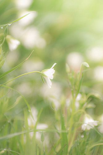 The white wood anemone in a dreamscape