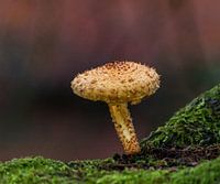 Un seul champignon à faisceau écailleux dans la forêt
