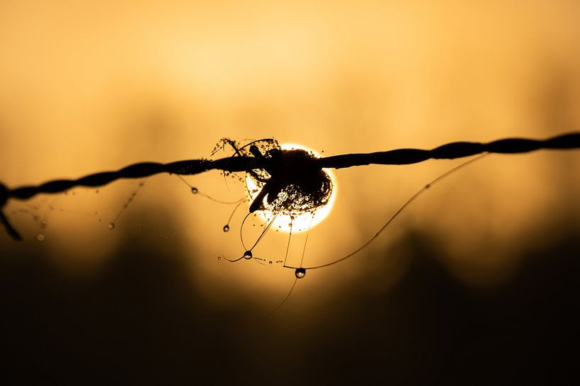 Lever de soleil par Lisa Dumon