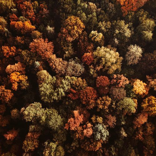 Herfstbos
