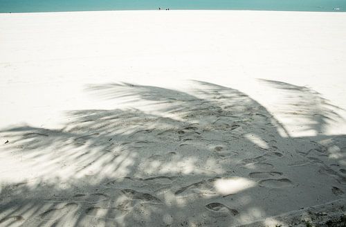 Shadow Palm