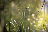 riet aan de waterkant