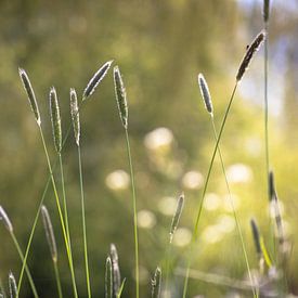 Art von Mais auf der Uferpflanze mit Bokeh von Frank Ketelaar