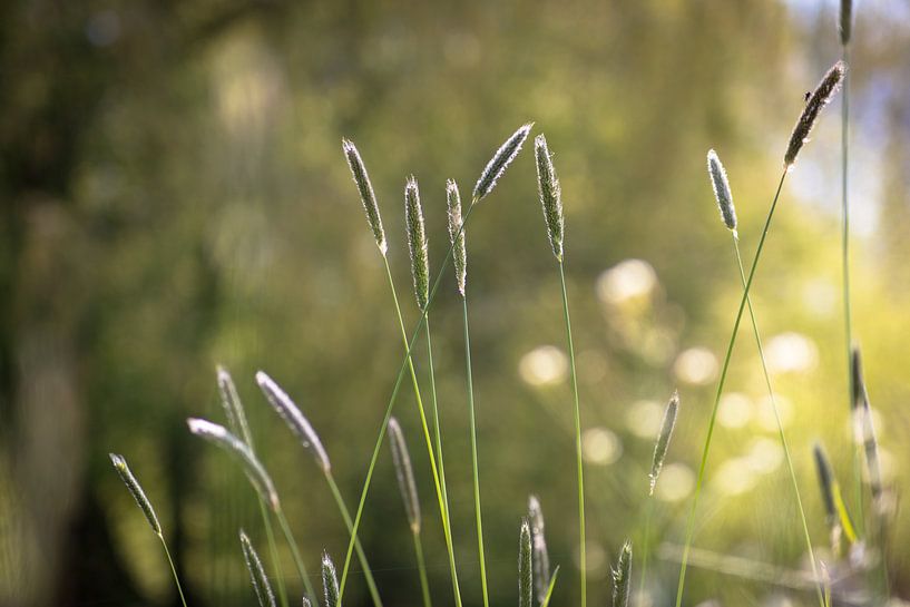 Art von Mais auf der Uferpflanze mit Bokeh von Frank Ketelaar