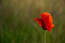 Die schönste Mohnblume von Kimfaesdesign