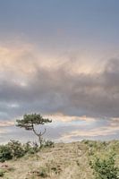 Tree of Hee, Terschelling