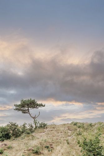 Boompje van Hee, Terschelling