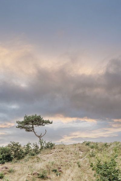 Boompje van Hee, Terschelling von Danielle Bosschaart