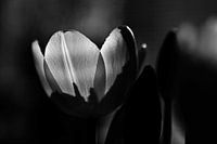 Pink tulip