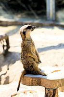 Erdmännchen