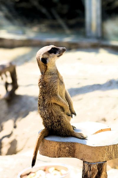 Stokstaartje van Michiel piet