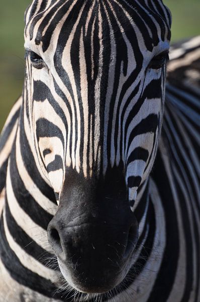 Zebra by Vincent Mulder